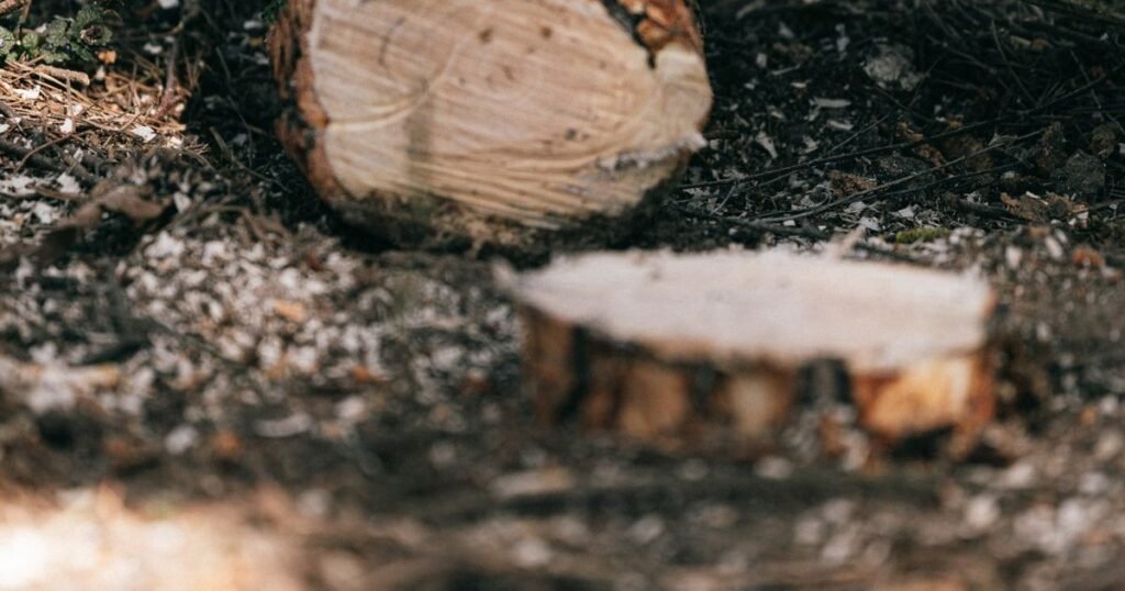 Freshly cut log rounds and sawdust on the ground after chainsaw work